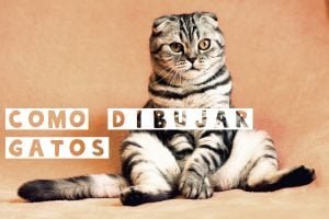 como dibujar un gato
