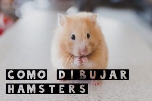 como dibujar un hamster