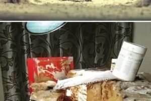 Escenografías caseras: inspiración y creatividad con Vatsal Kataria